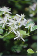 clematis
