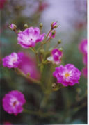 fairyrose