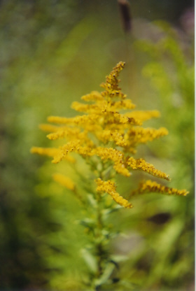 goldenrod