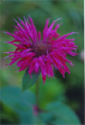bee balm