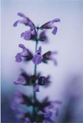 sage