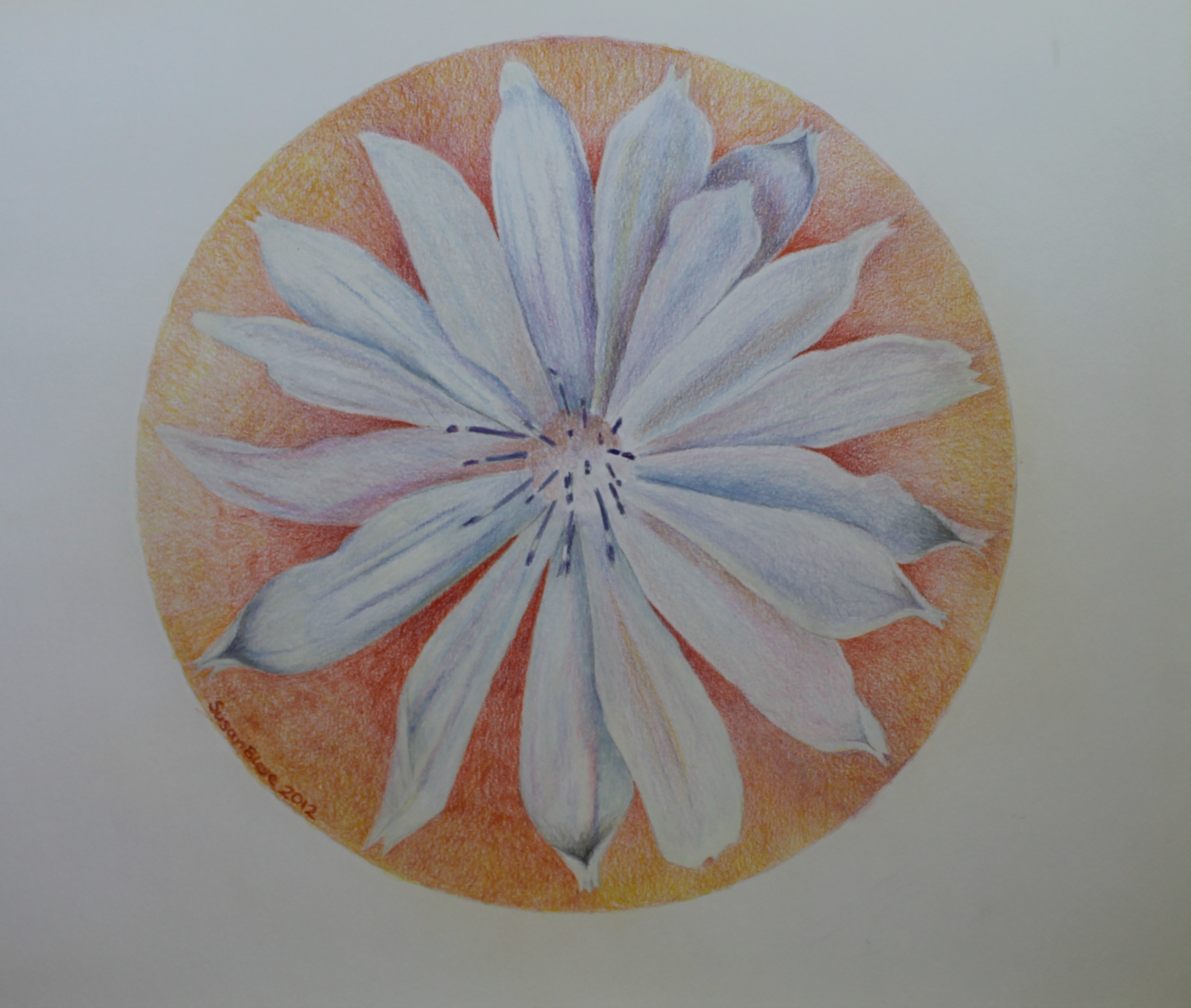 Chicory