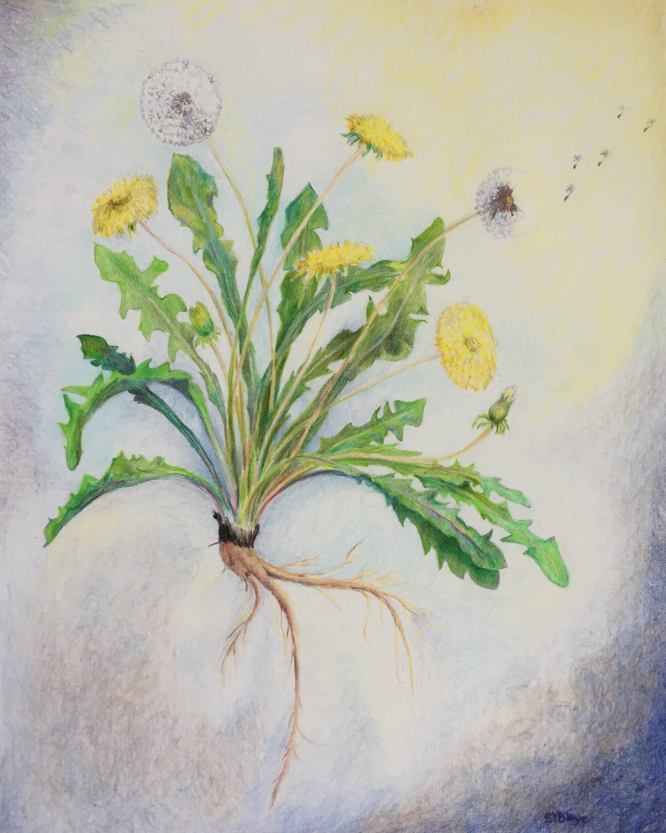 Dandelion